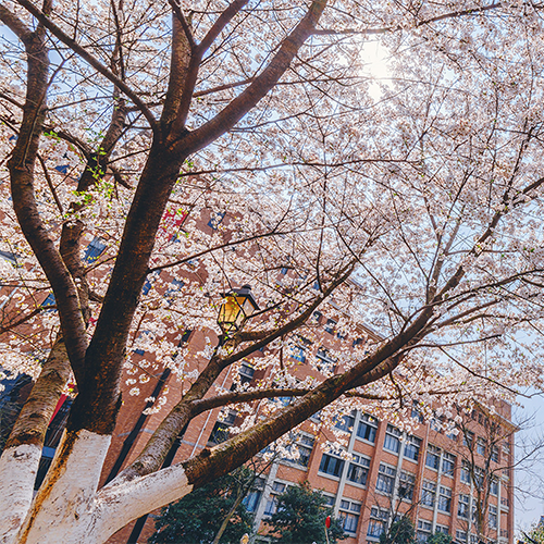 陌上花開