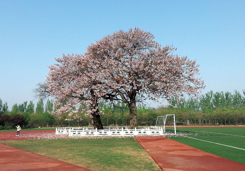 山東女子學(xué)院 我的大學(xué)