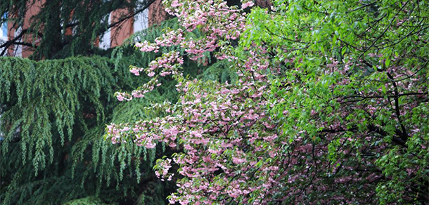 山東英才學(xué)院 - 最美大學(xué)