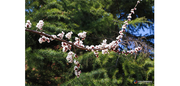 山東英才學(xué)院 - 最美大學(xué)