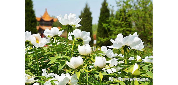 我的大學-大學志