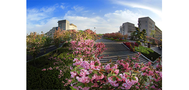 湖北工業(yè)職業(yè)技術(shù)學(xué)院 - 櫻花長廊