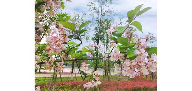 資陽口腔職業(yè)學(xué)院 - 最美院校