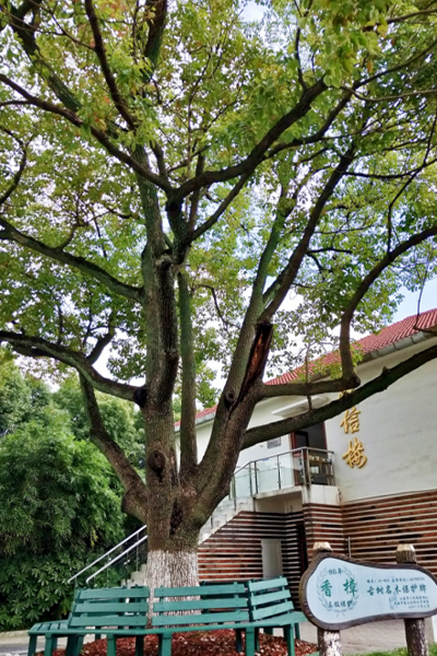 上海邦德職業(yè)技術學院